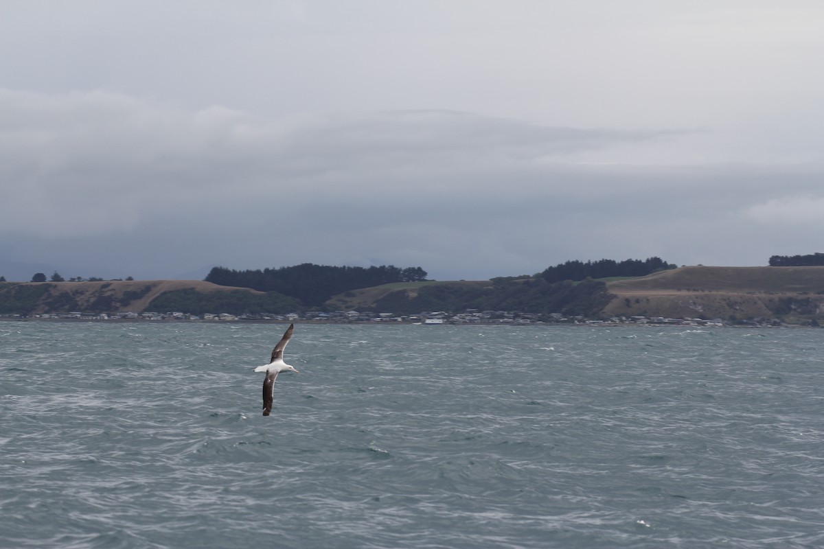 Southern Royal Albatross - ML636703826