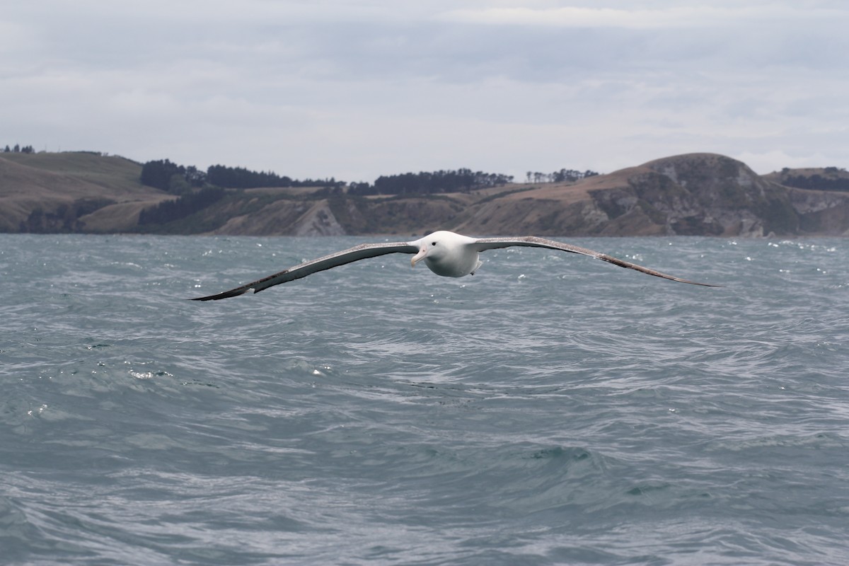 Southern Royal Albatross - ML636703828