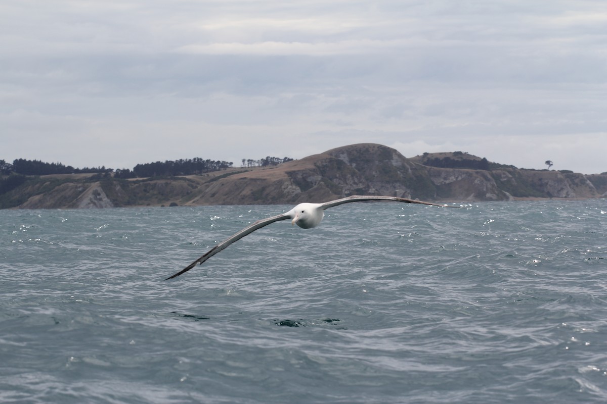 Southern Royal Albatross - ML636703829