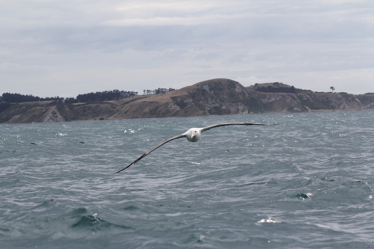 Southern Royal Albatross - ML636703831