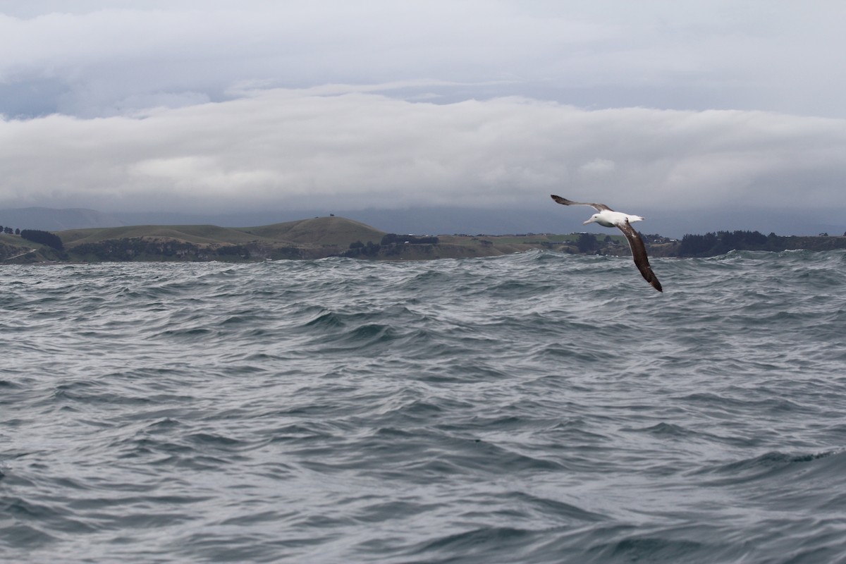 Southern Royal Albatross - ML636703832