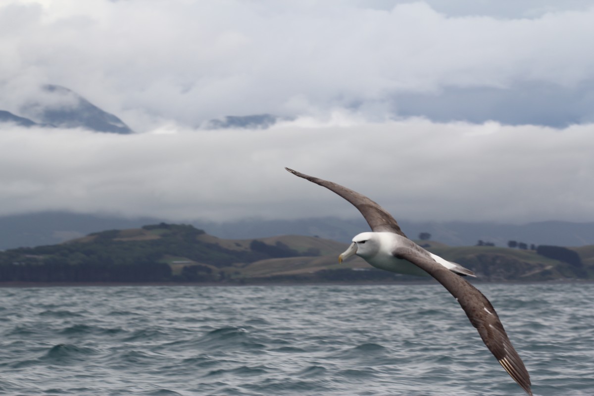White-capped Albatross (steadi) - ML636703834