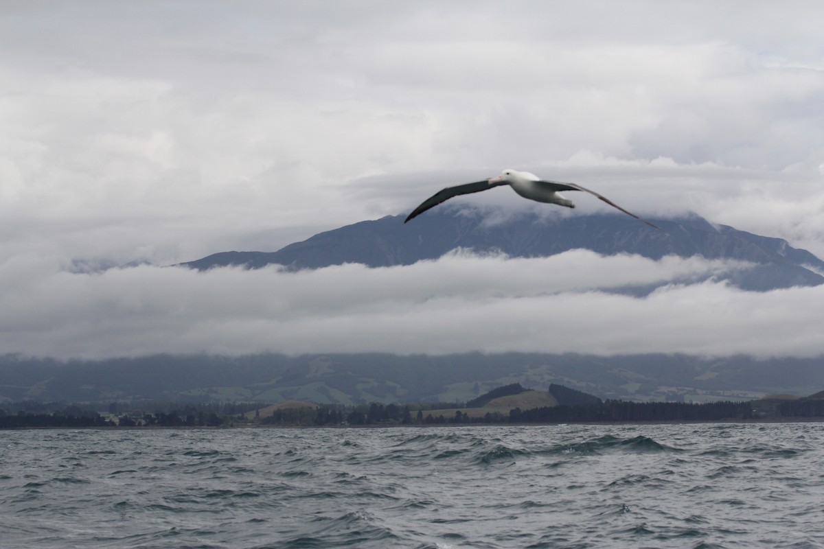 Southern Royal Albatross - ML636703835