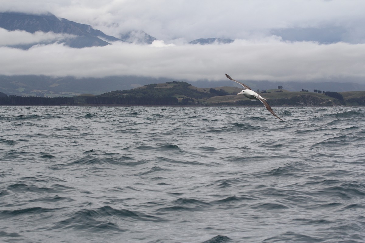 Southern Royal Albatross - ML636703836