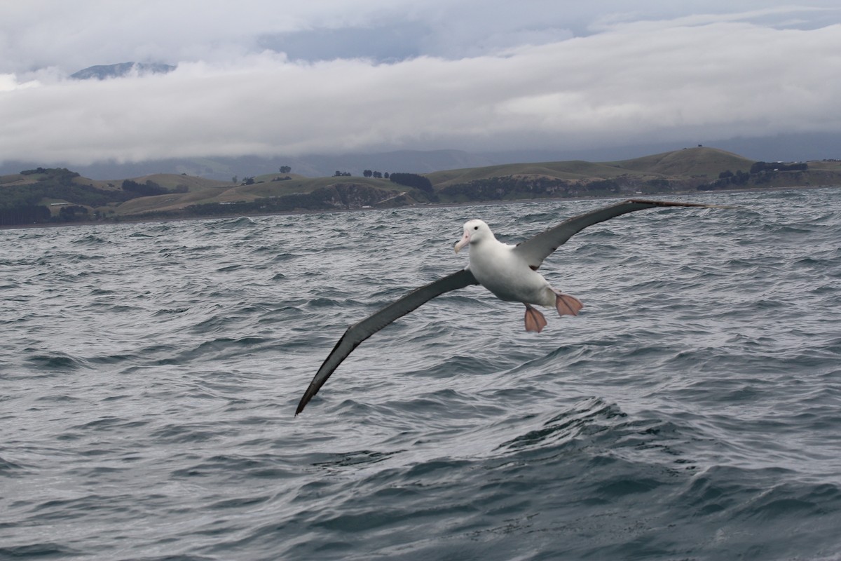 Southern Royal Albatross - ML636703837