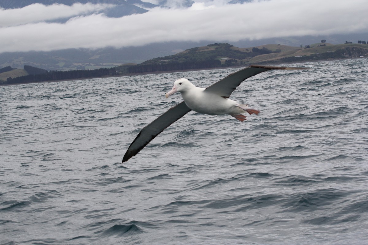 Southern Royal Albatross - ML636703838