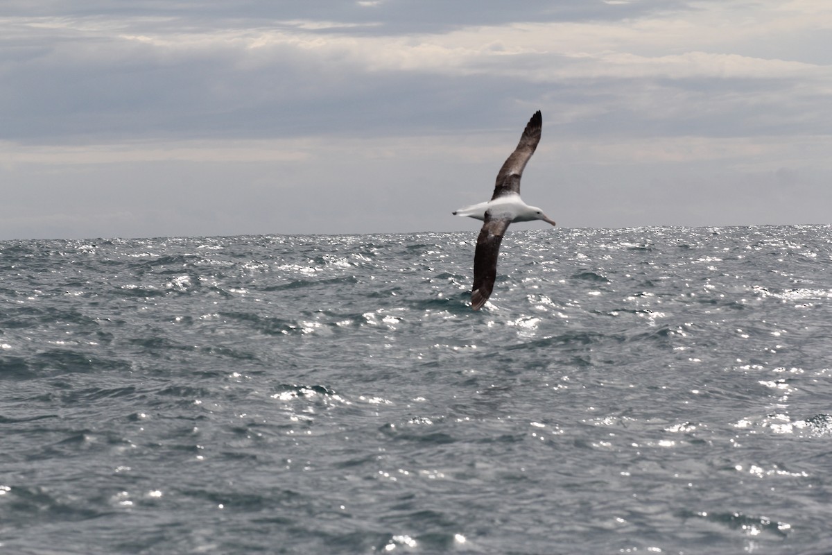 Southern Royal Albatross - ML636703839