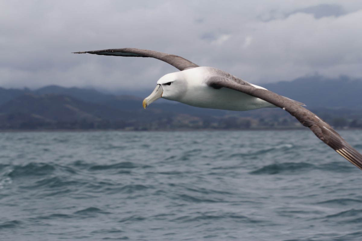 White-capped Albatross (steadi) - ML636703845
