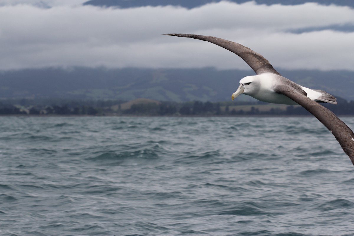 White-capped Albatross (steadi) - ML636703846