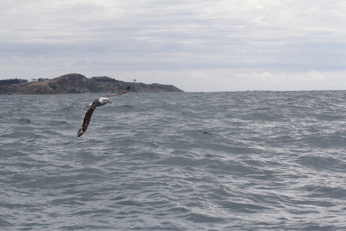 White-capped Albatross (steadi) - ML636703847