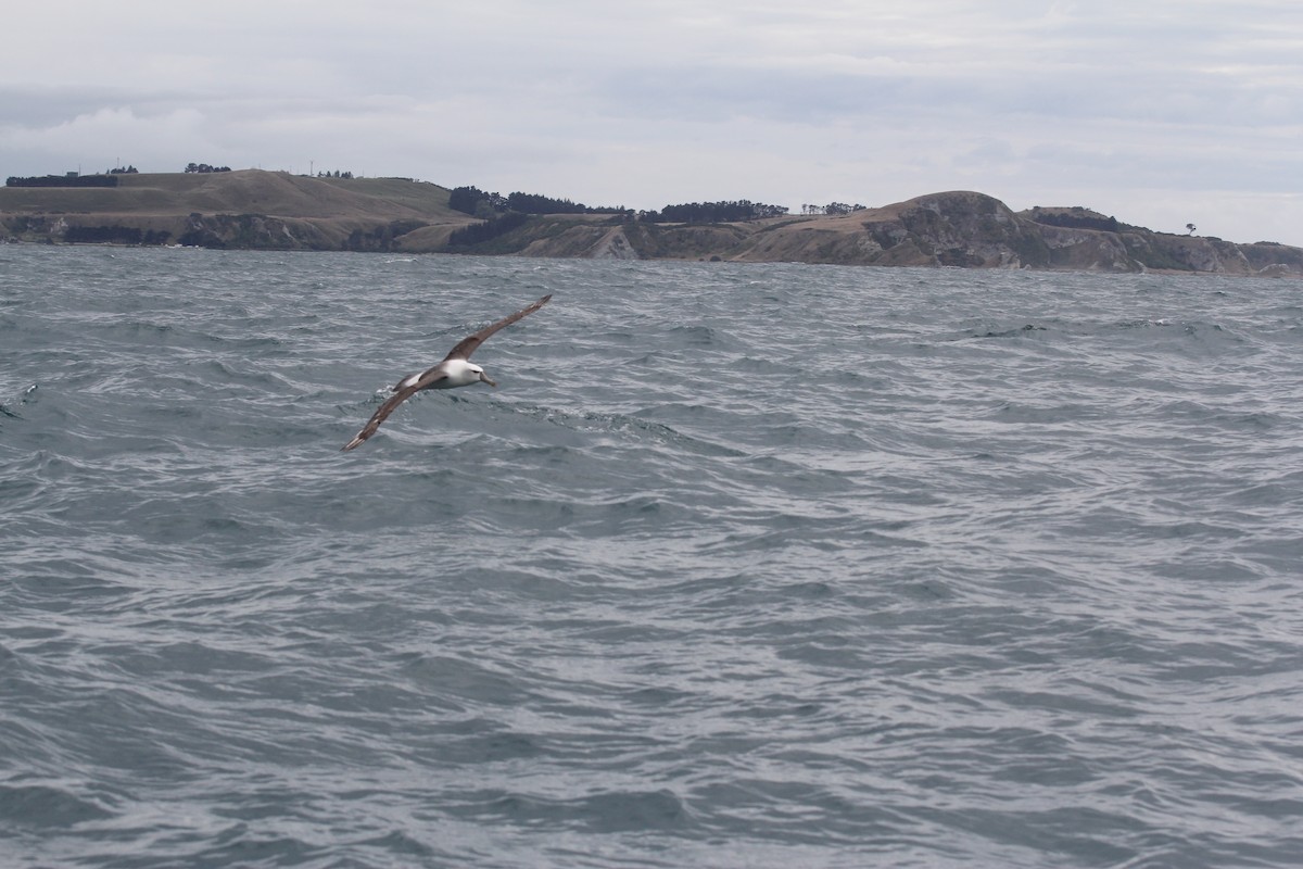 White-capped Albatross (steadi) - ML636703850