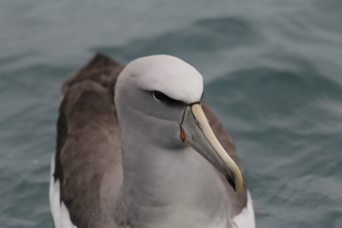 Salvin's Albatross - ML636703889
