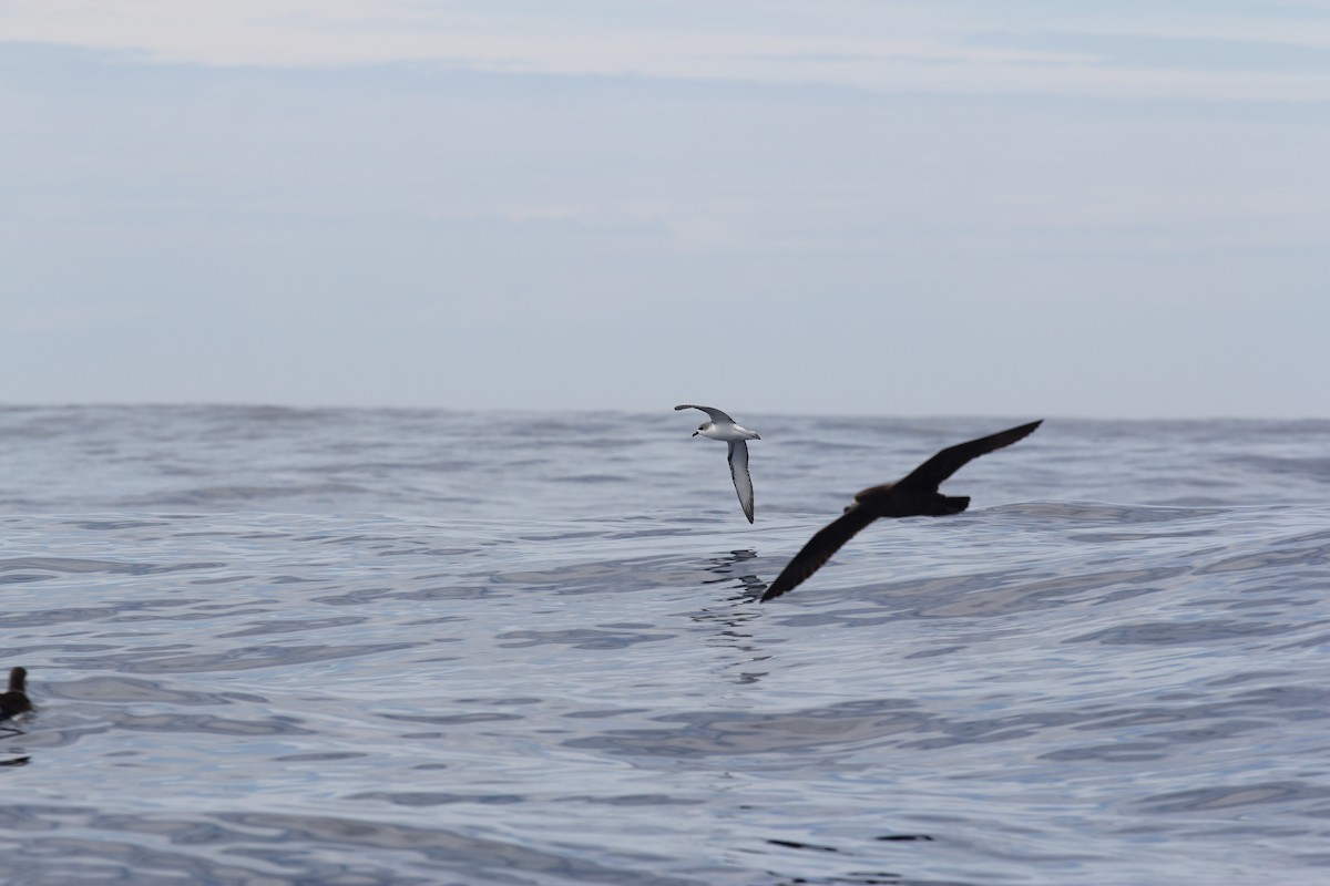 Cook's Petrel - ML636703948