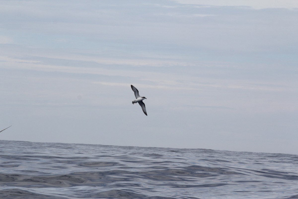 Cook's Petrel - ML636703949