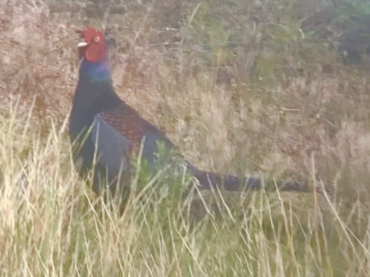 Green Pheasant - ML636703964