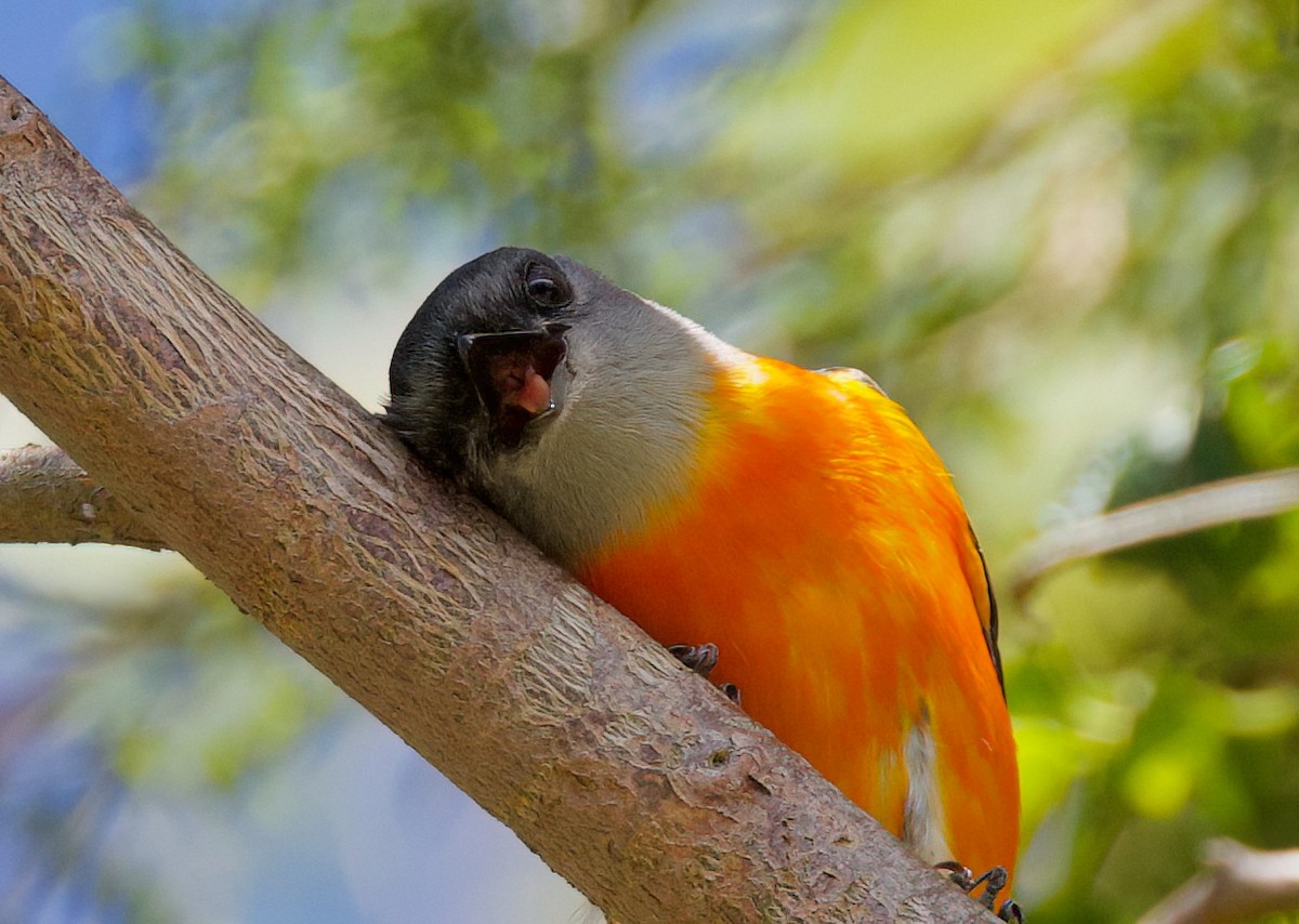 Minivet Gorjigrís - ML636703972