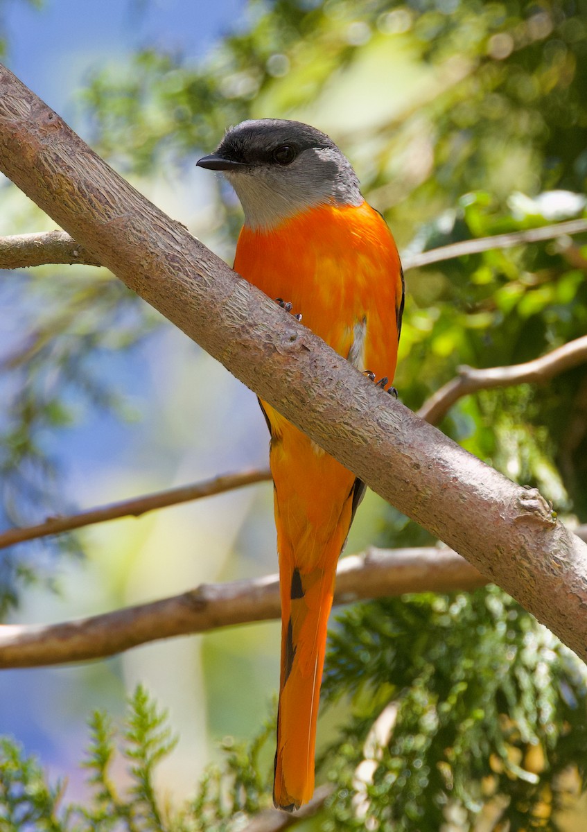 Minivet Gorjigrís - ML636703973