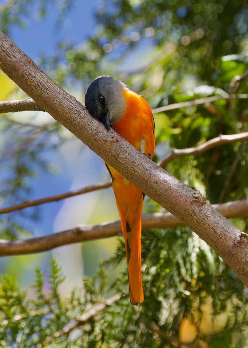 Minivet Gorjigrís - ML636703975