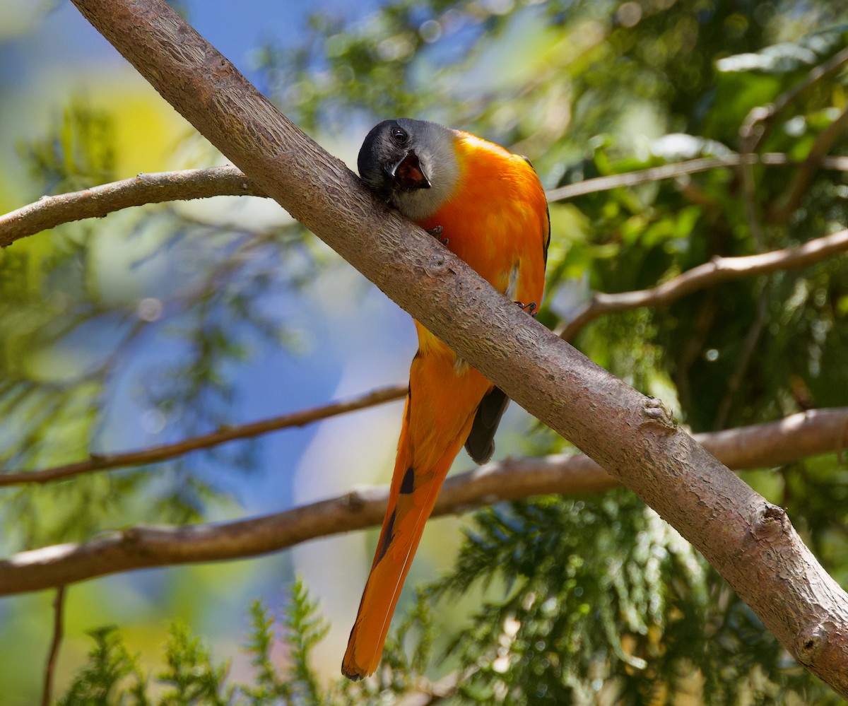 Minivet Gorjigrís - ML636703976