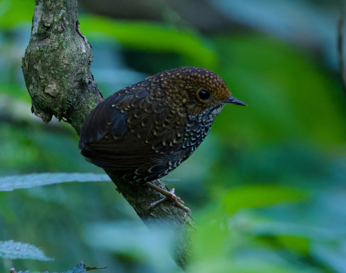 Taiwan Cupwing - ML636703982