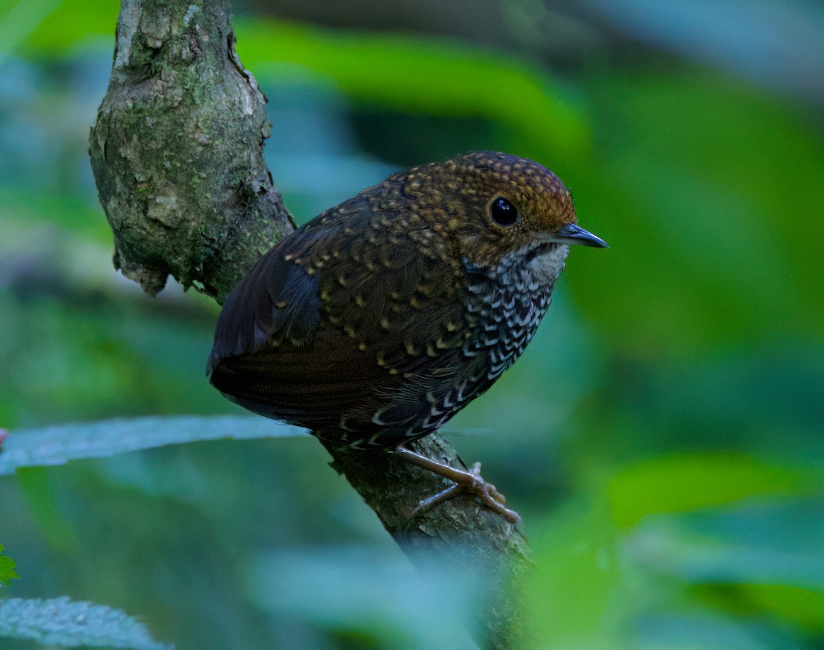 Taiwan Cupwing - ML636703984