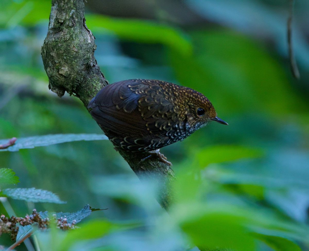 Taiwan Cupwing - ML636703986