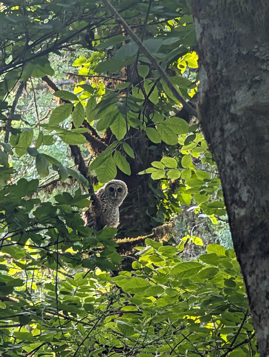 Barred Owl - ML636704139