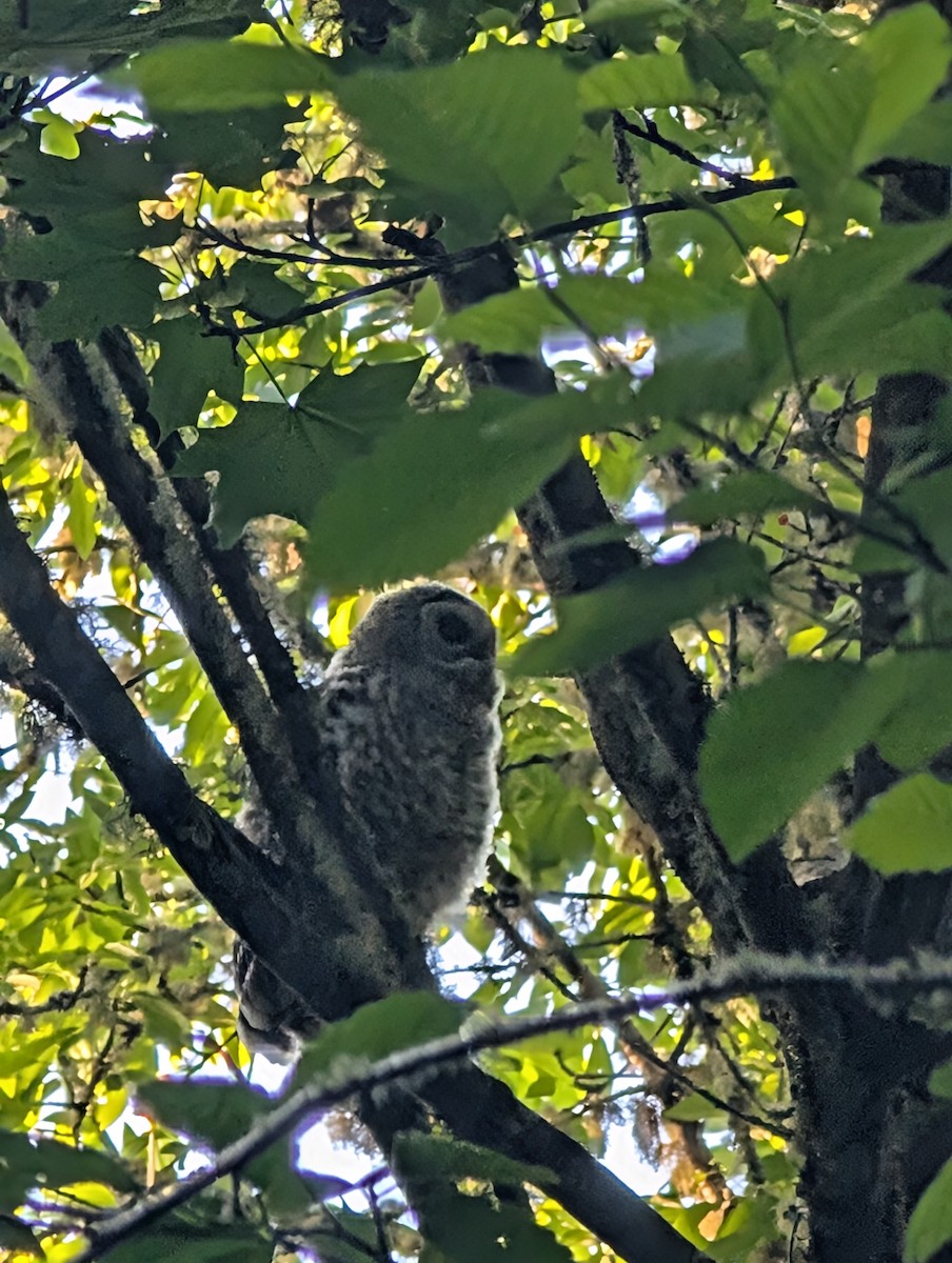 Barred Owl - ML636704145