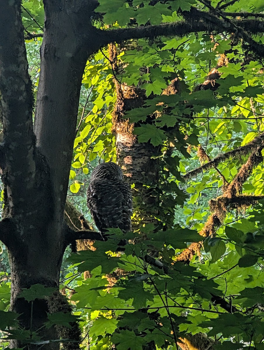 Barred Owl - ML636704146