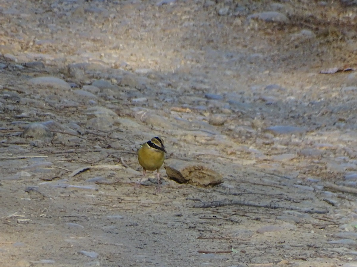 Indian Pitta - ML636704254