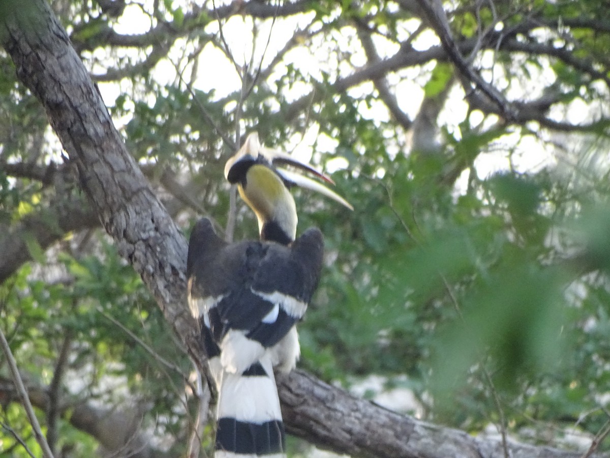 Great Hornbill - ML636704262