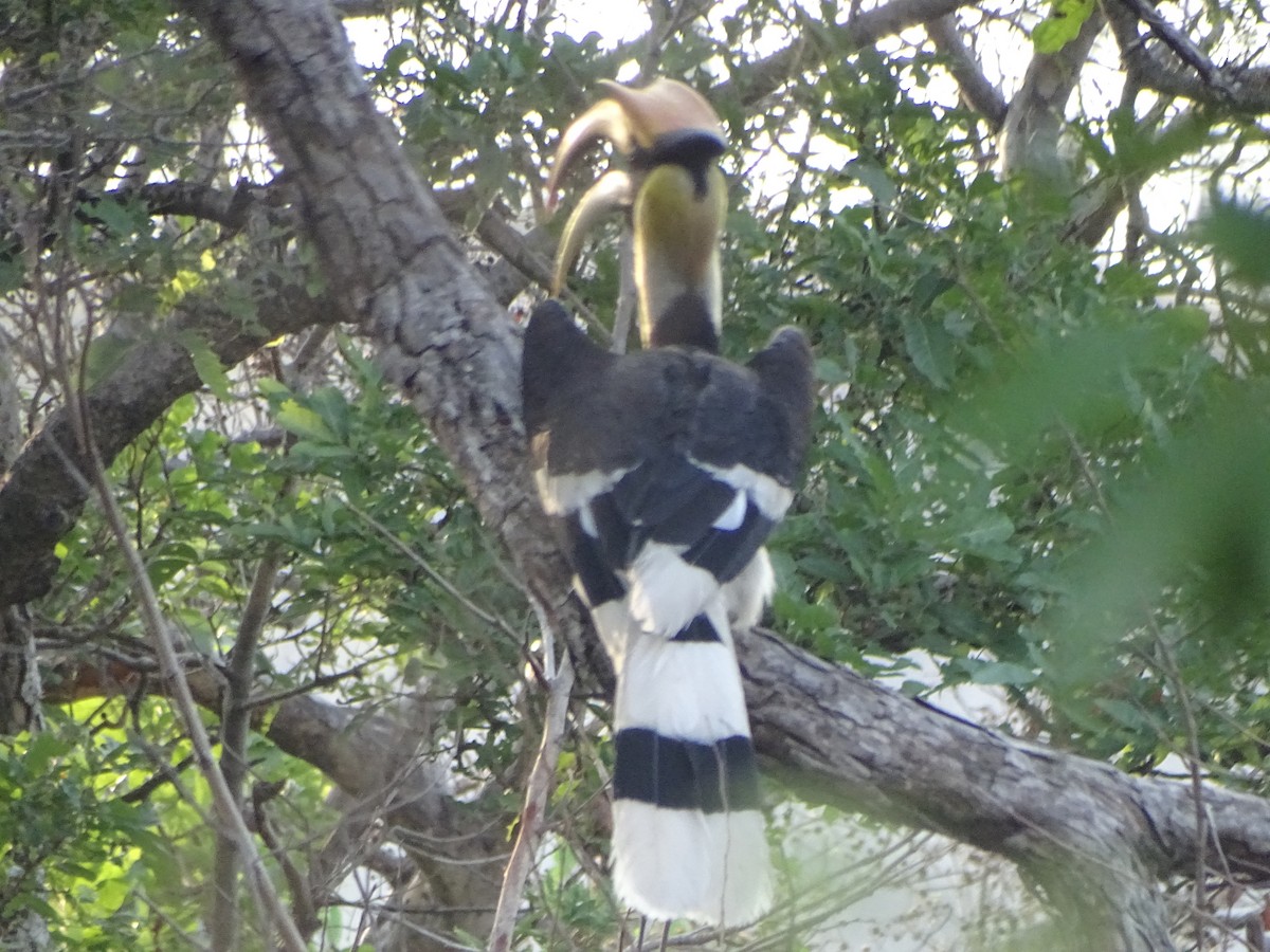 Great Hornbill - ML636704265