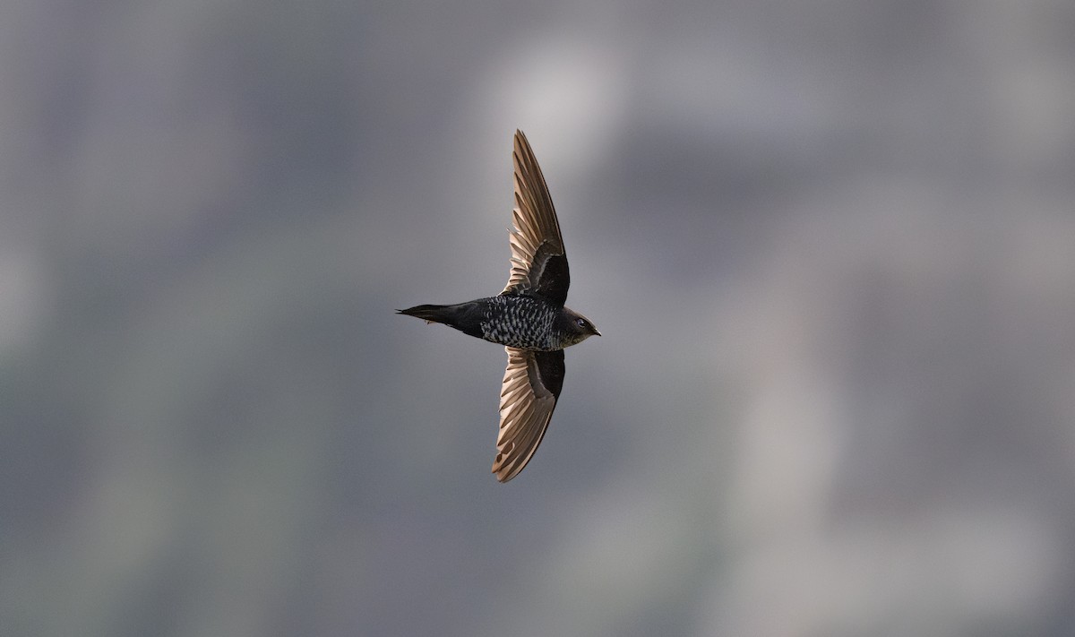 Dark-rumped Swift - ML636704301