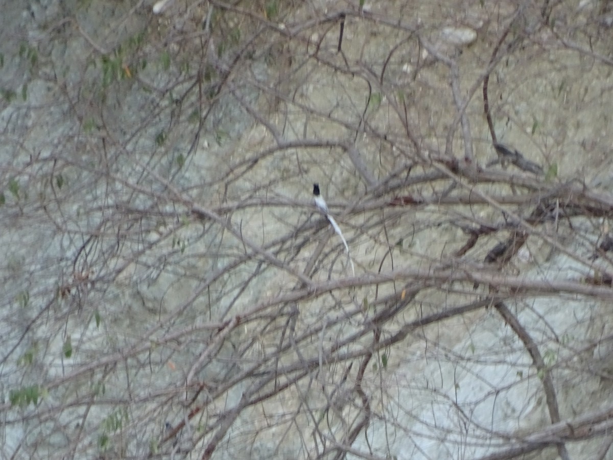 Indian Paradise-Flycatcher - ML636704321