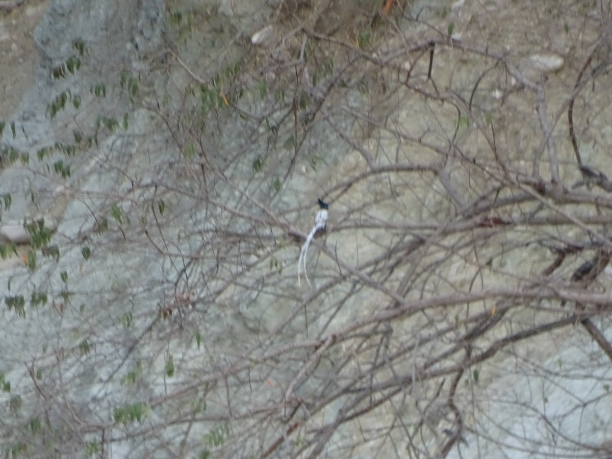 Indian Paradise-Flycatcher - ML636704323