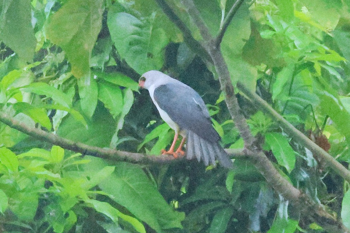 Gray-headed Goshawk - ML636704431