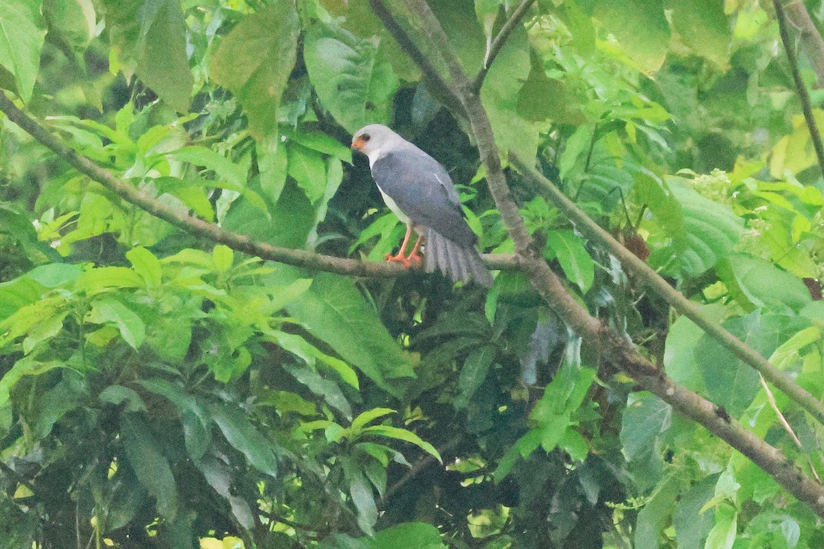 Gray-headed Goshawk - ML636704432