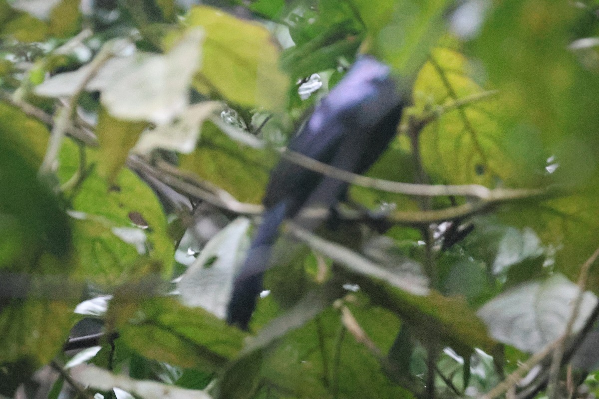テリカラスフウチョウ - ML636704436