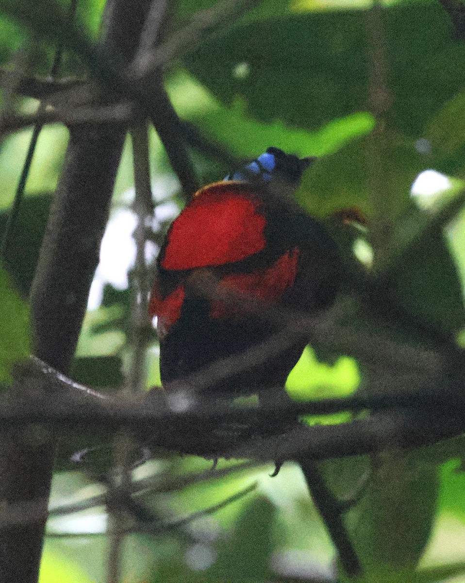 アカミノフウチョウ - ML636704438