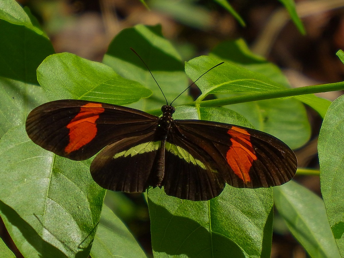 Red Postman - eildert beeftink
