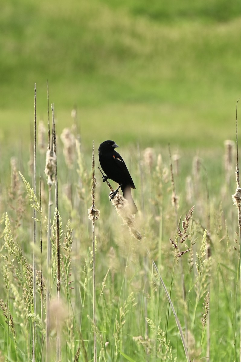 Red-winged Blackbird - ML636704480