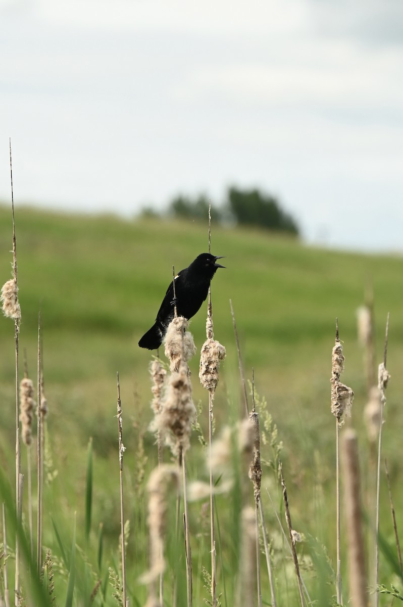 Red-winged Blackbird - ML636704481