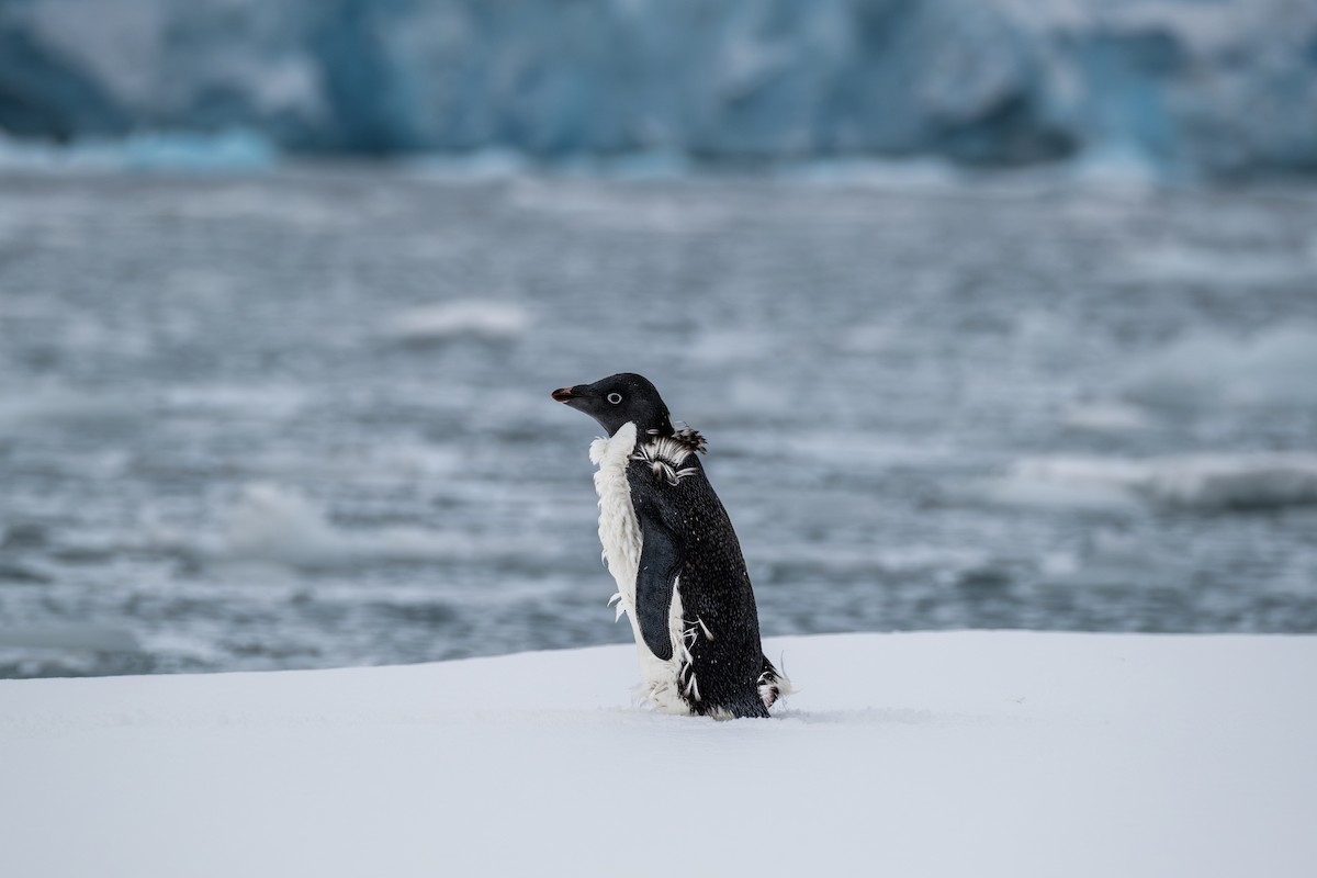 Adelie Penguin - ML636704563