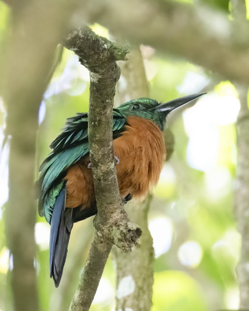 Great Jacamar - ML636704584