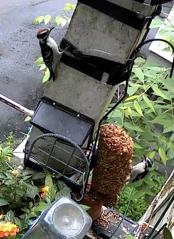 Downy Woodpecker - David Hirschowitz