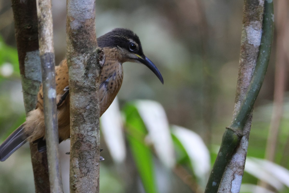 Victoria's Riflebird - ML636704595