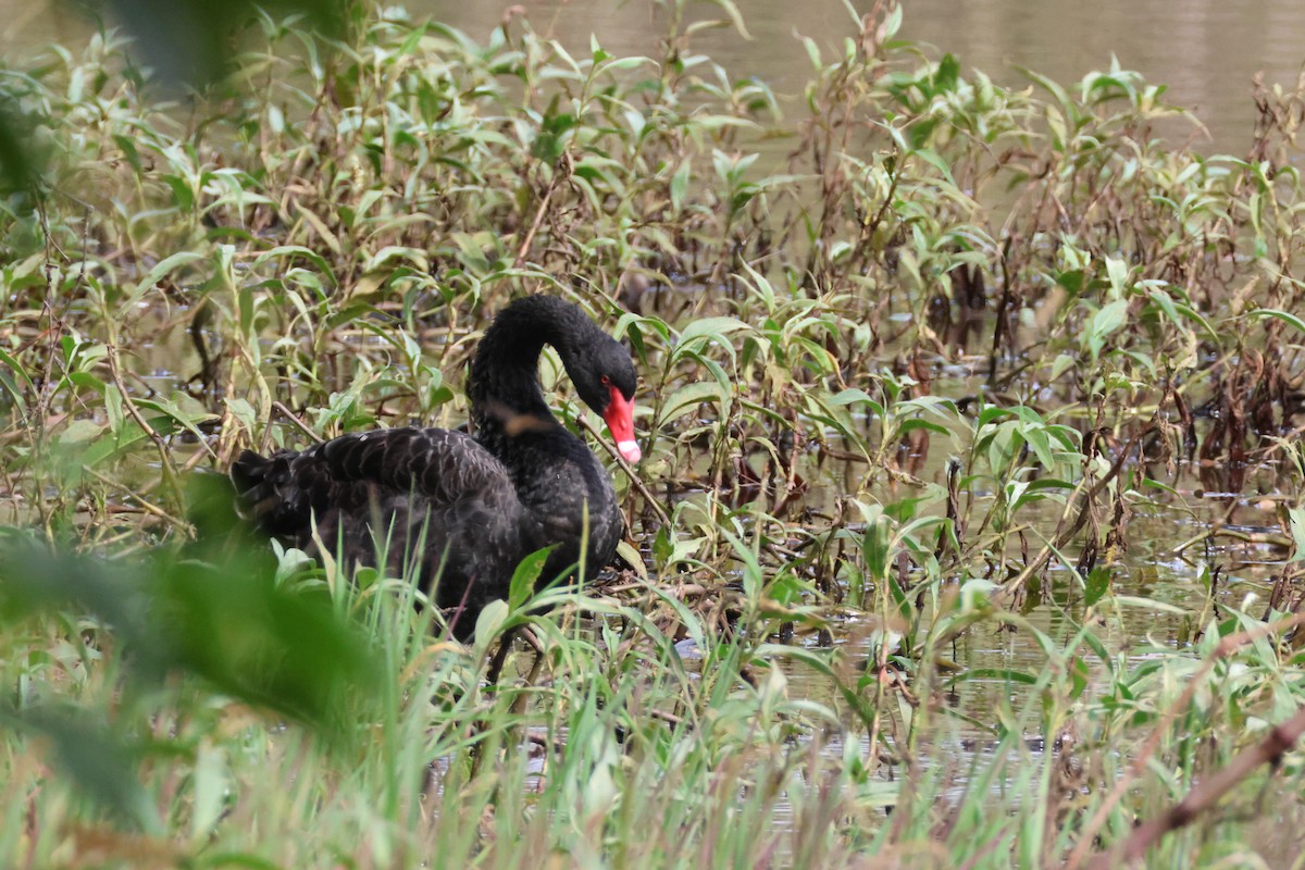 Black Swan - ML636704612