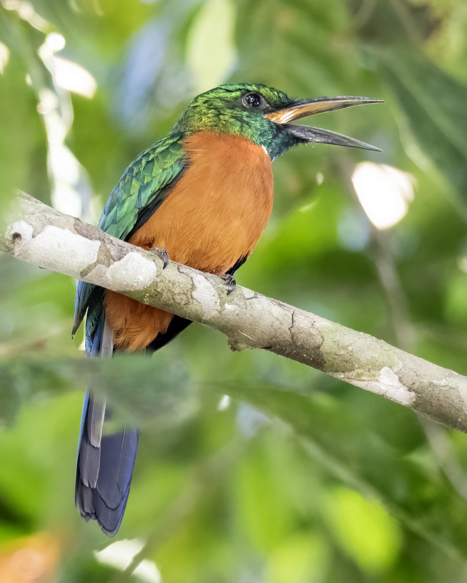 Great Jacamar - ML636704620
