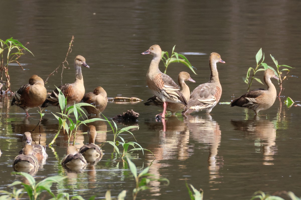 Plumed Whistling-Duck - ML636704621