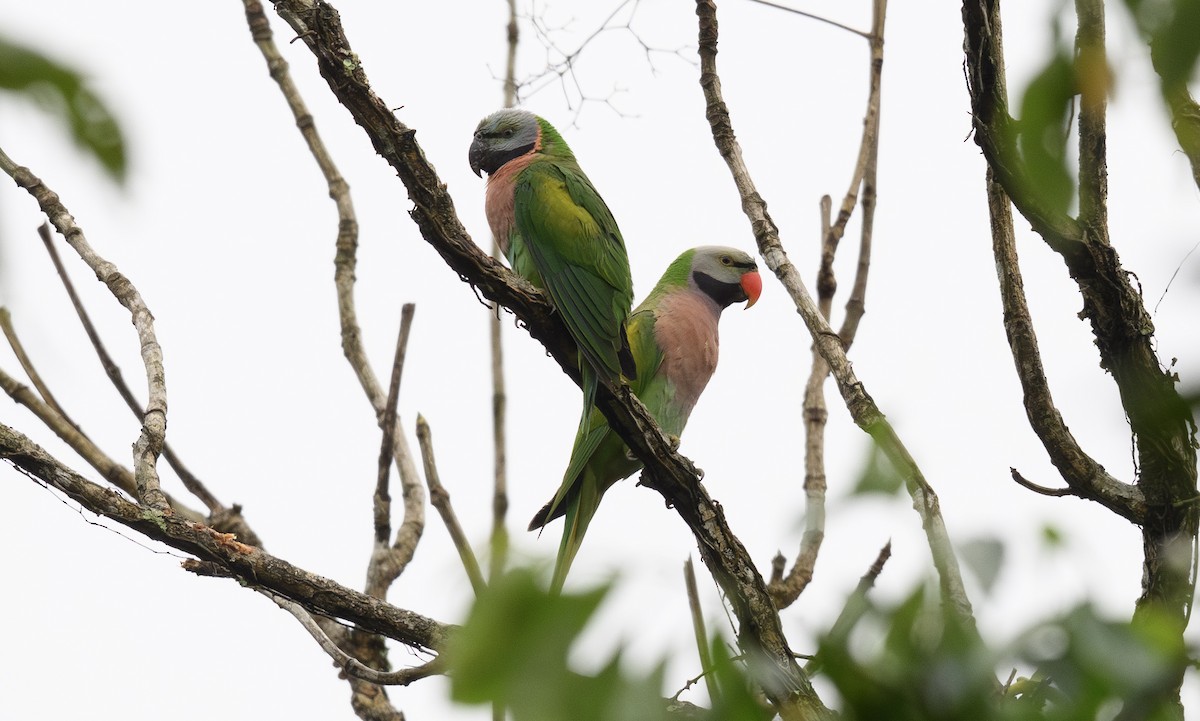 Red-breasted Parakeet - Sunil Kini